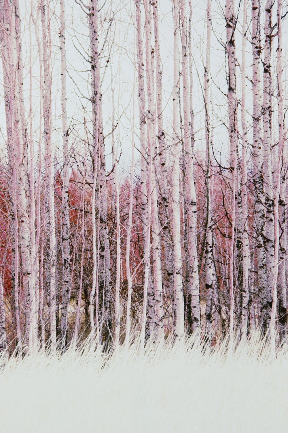 Color Infrared Image Of Quaking Aspen Trees And Meadow