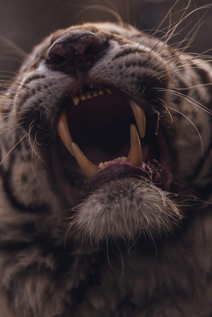 A Portrait Of A Endangered Bengal / White Tiger Roaring.