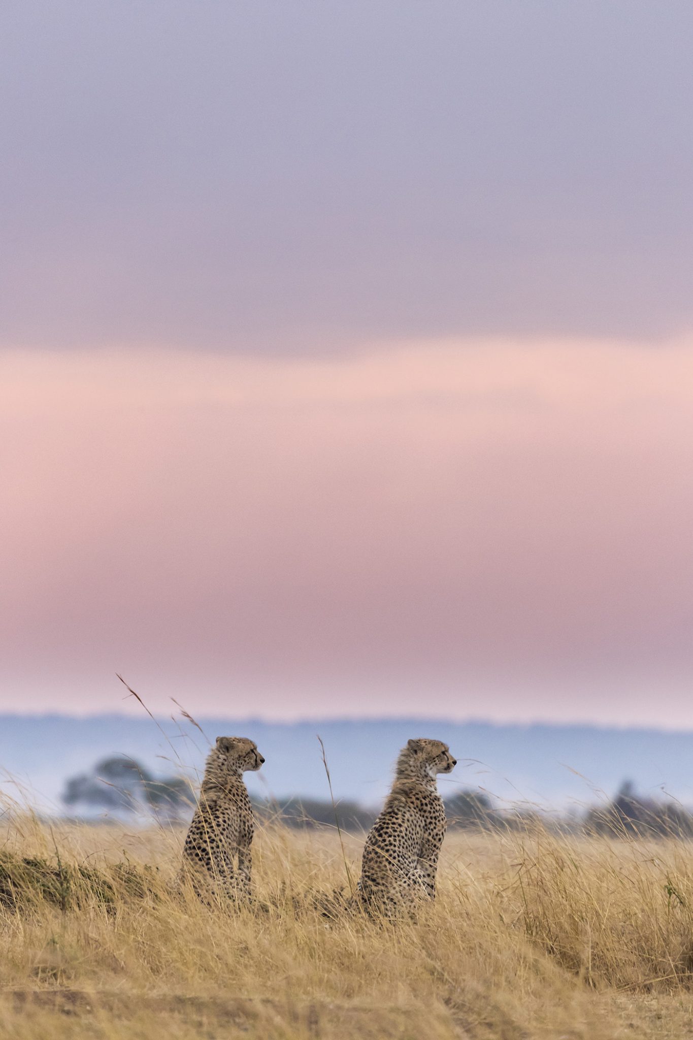 Cheetahs At Sunset