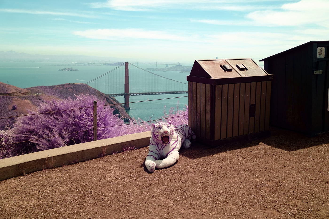 Stuffed Tiger Sitting Next To A Trash Can Above The Golden Gate Bridge.