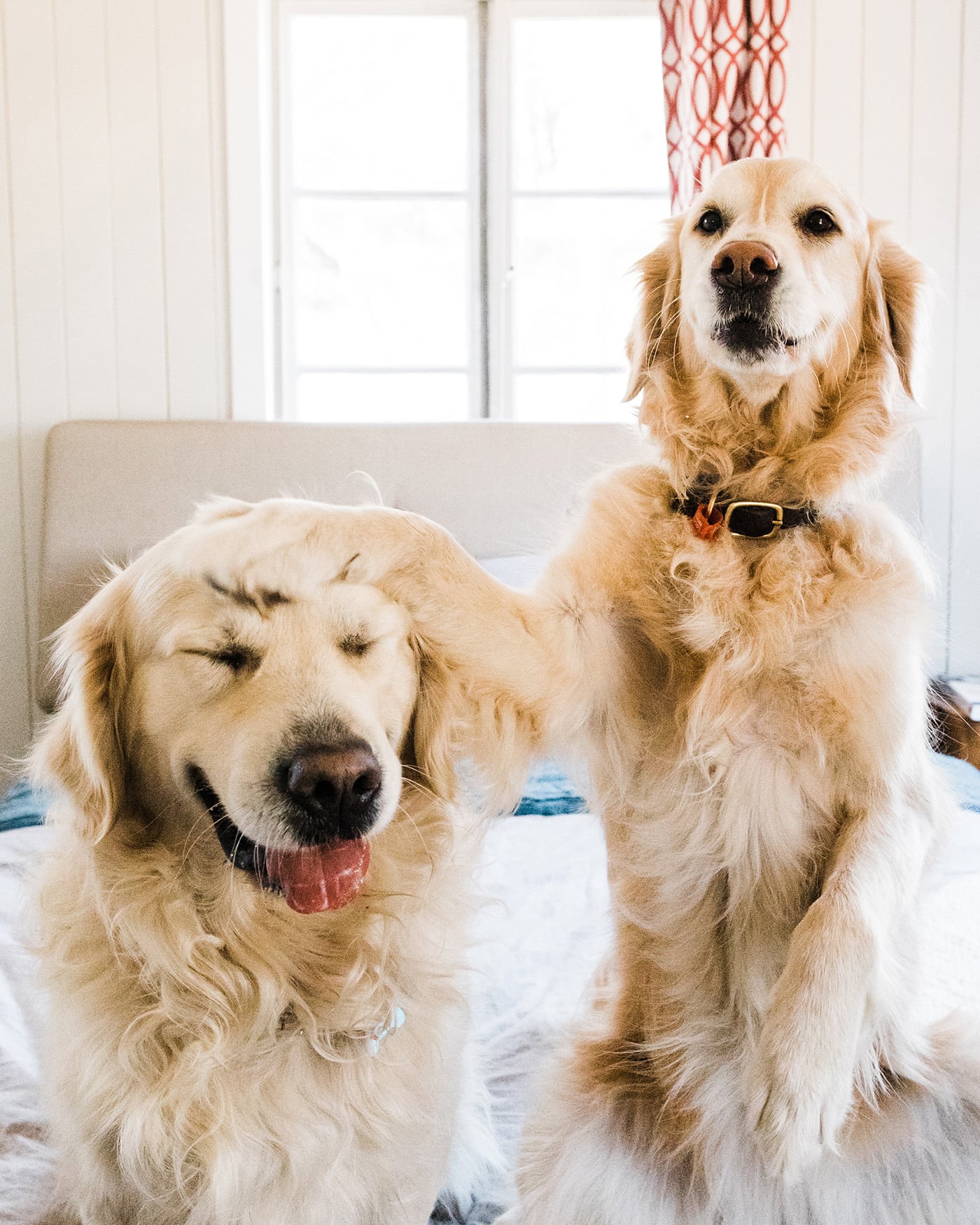 Golden Retriever Patting Another Dog On The Head