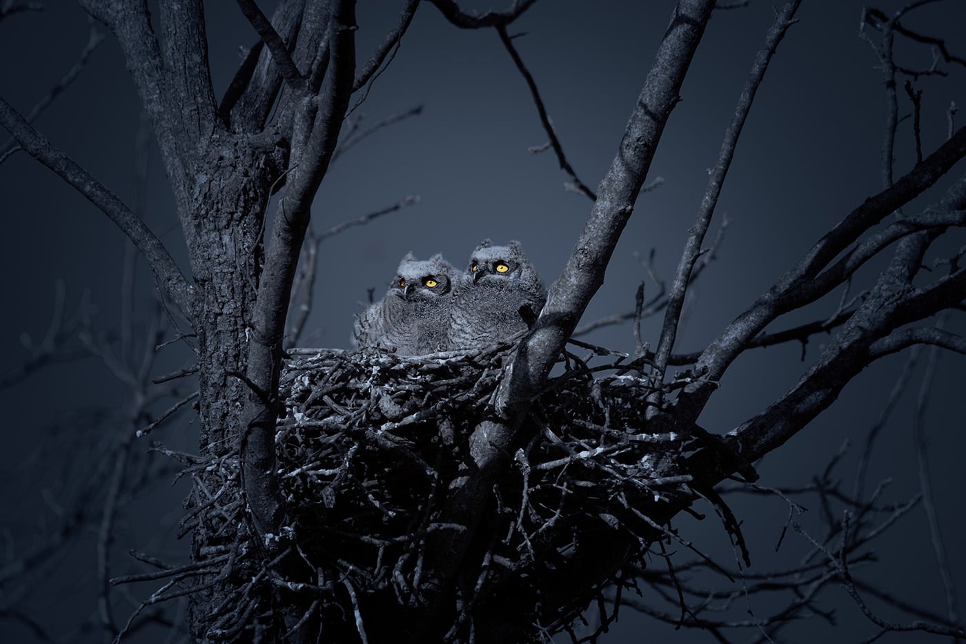Two Nesting Baby Great Horned Owls At Night