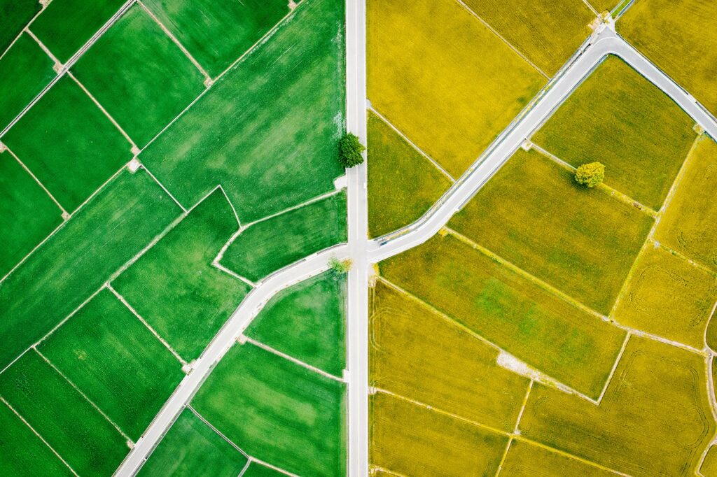 Aerial picture taking with drone flying over rice field in Taiwan, the left field is vivid green and the right field is a rich yellow, they are divided in the center by a straight road