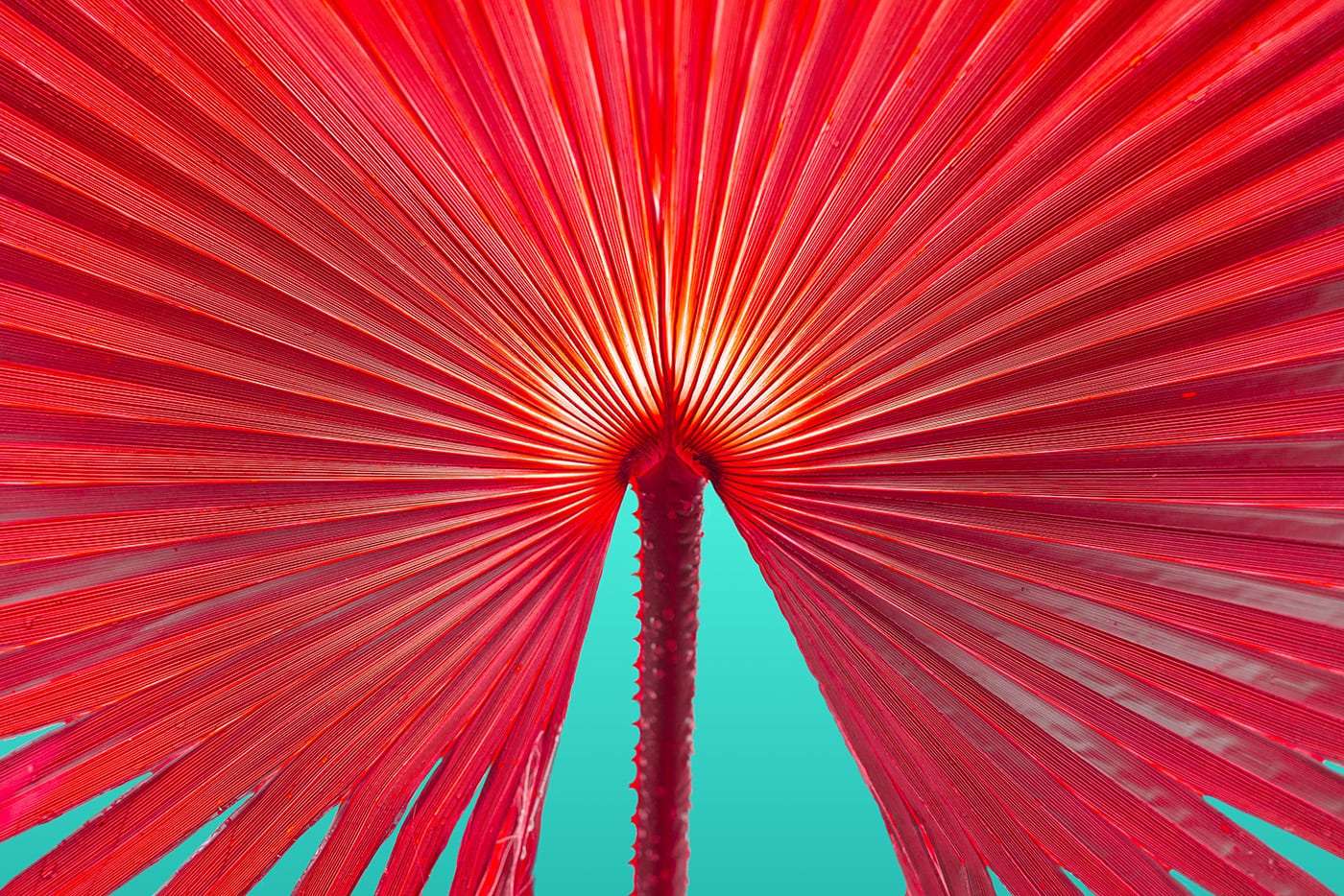 bright red fan plant against teal background