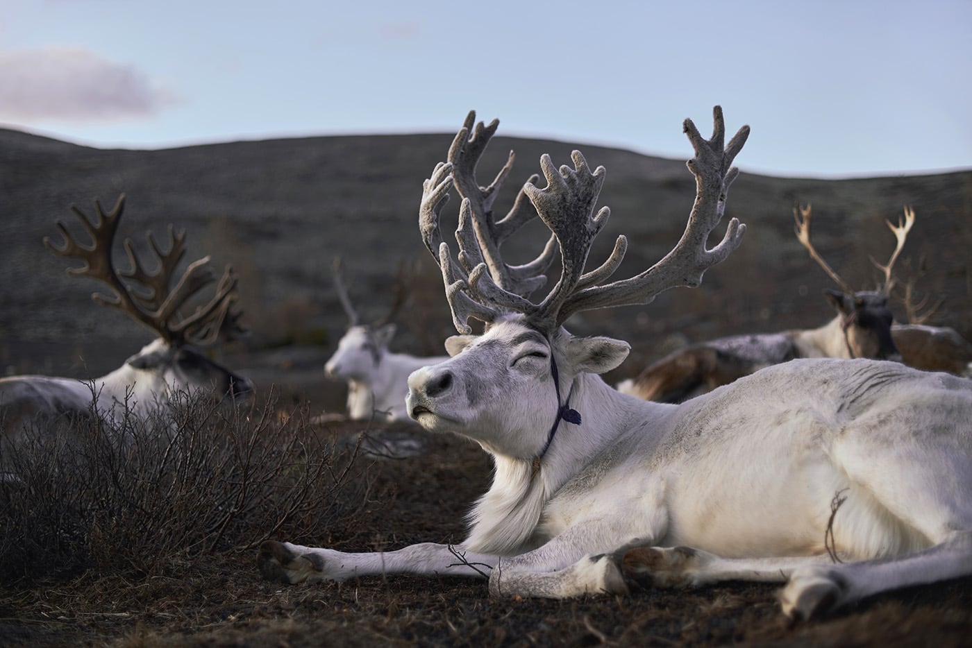 Many Wild Reindeers Taking Rest