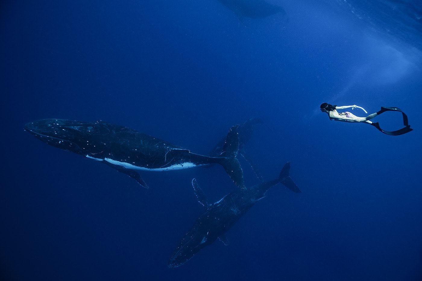 Underwater photography A Female Free Diver Swimming With Humpback Whales