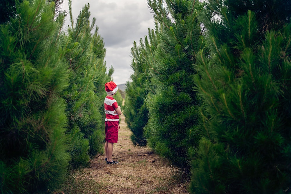 Choosing A Christmas Tree At A Tree Farm In Western Australia