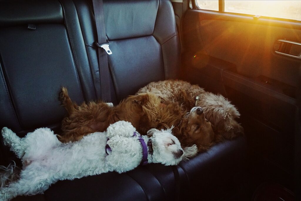 Three dogs cuddling and sleeping together in a car as the sun sets through the window