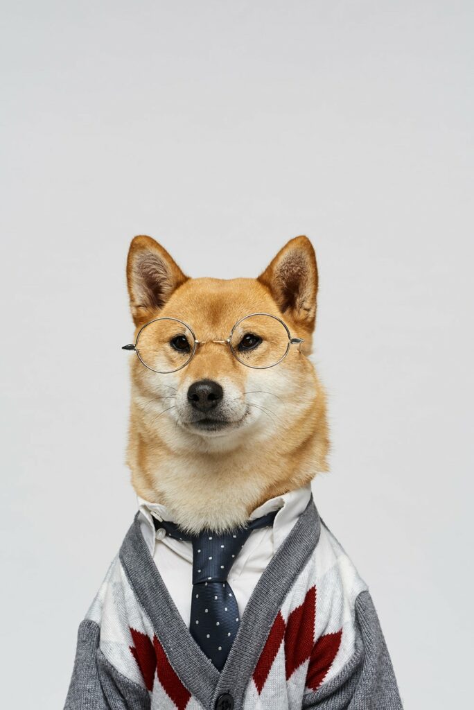 Portrait of charming shiba inu wearing glasses, stylish cardigan and tie on white wall background