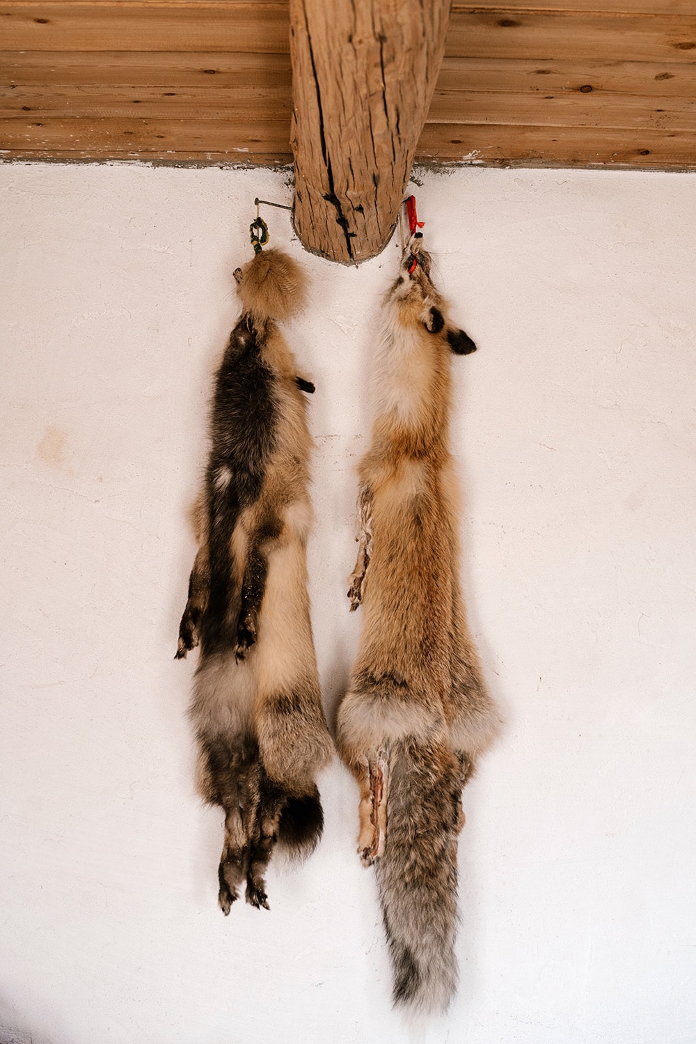 Fox Skins, Fur. Hang On The Wall Like A Hunting Trophy In The House Of The Garrison