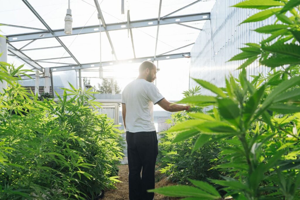 Cannabis Farmer In His Greenhouse.