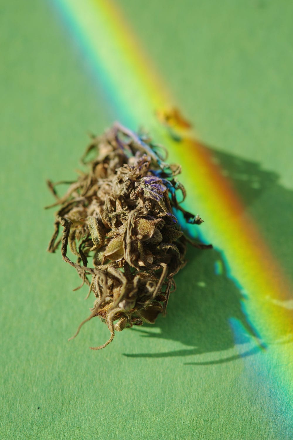 Buds of CBD - Grass in colorful rainbow lighting