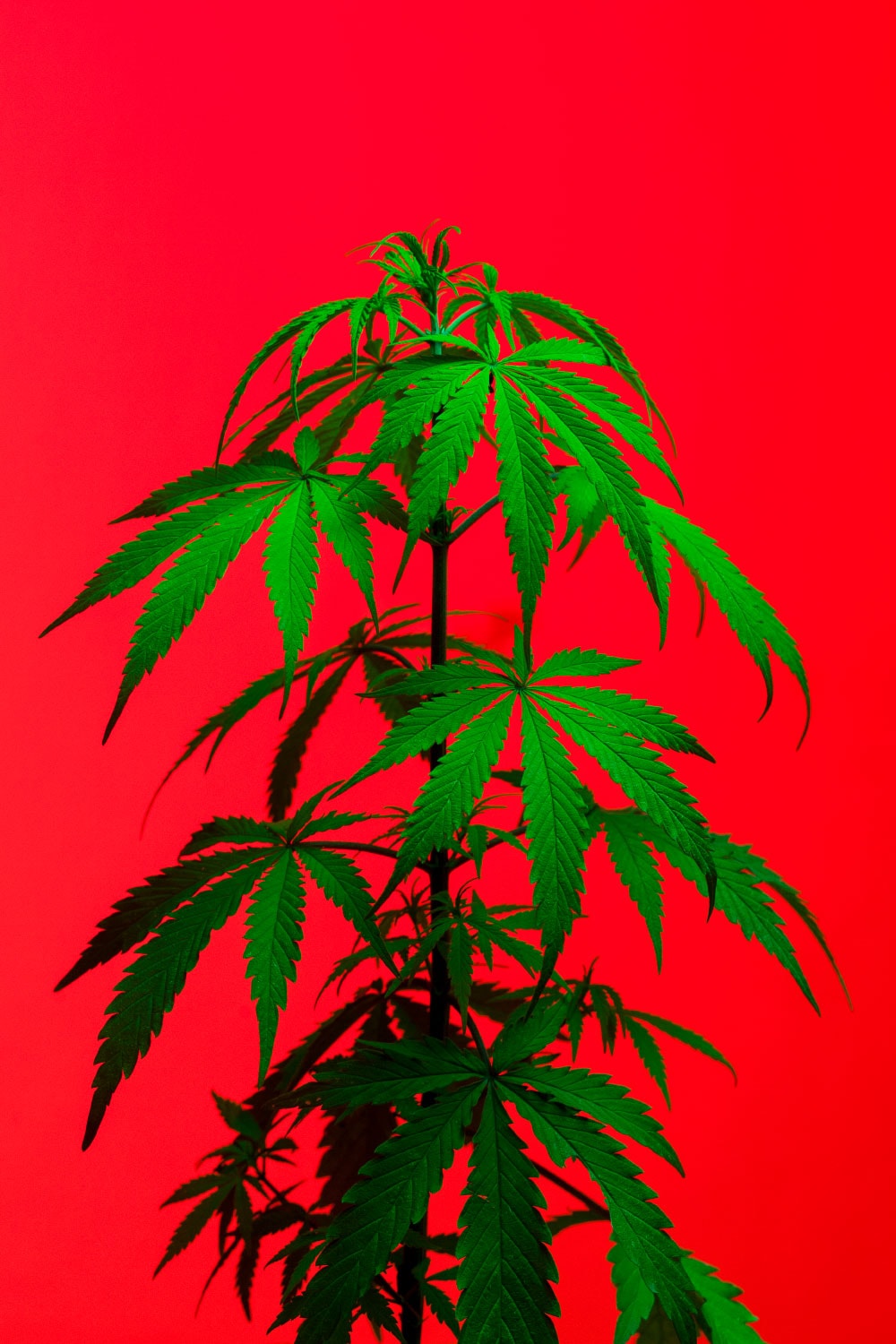 Marijuana Plant Against A Red Background.