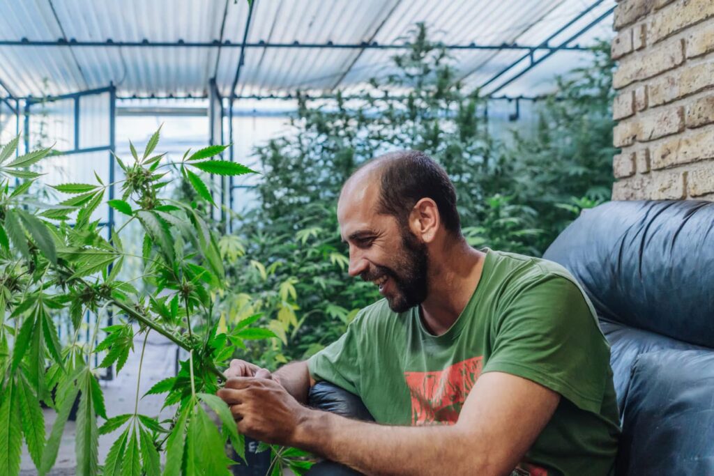 Man Harvesting Fresh Organic Medical Marijuana.