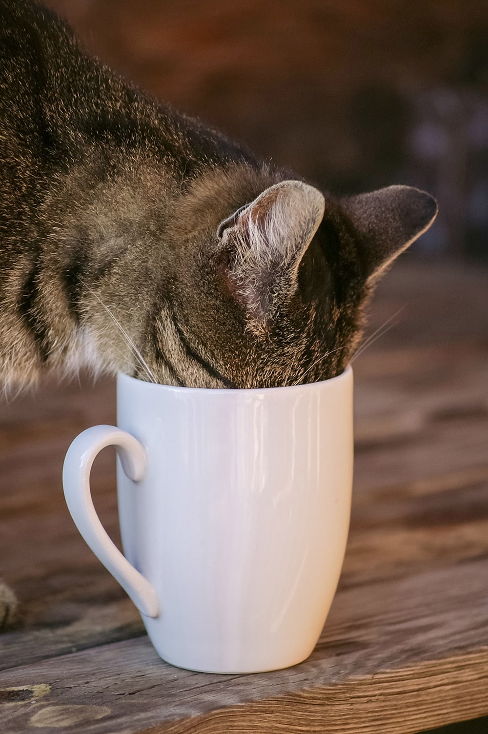 Coffee Cat: Coffee Cup Cat