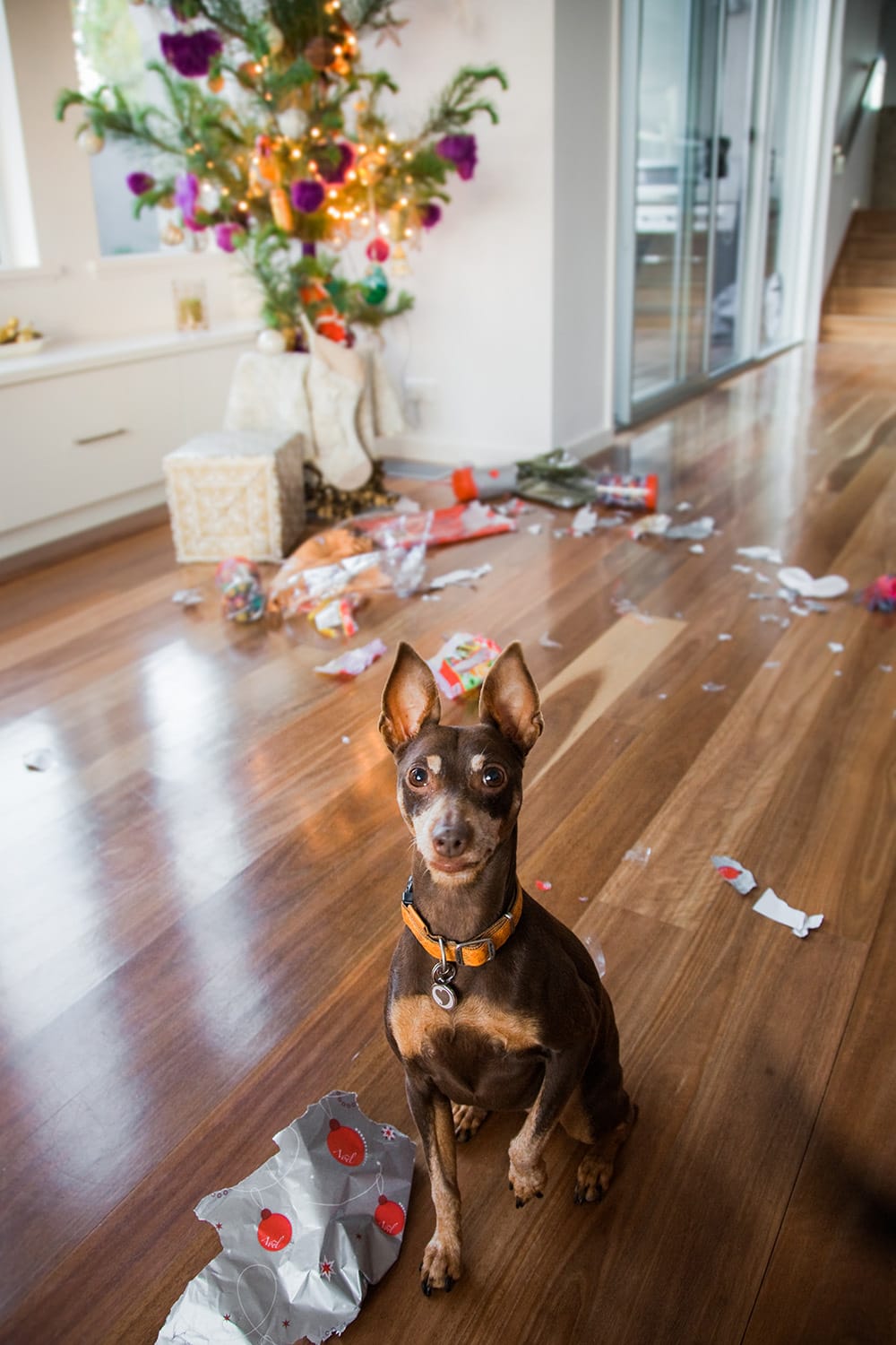 Naughty Dog Unwraps All The Gifts Under The Christmas Tree