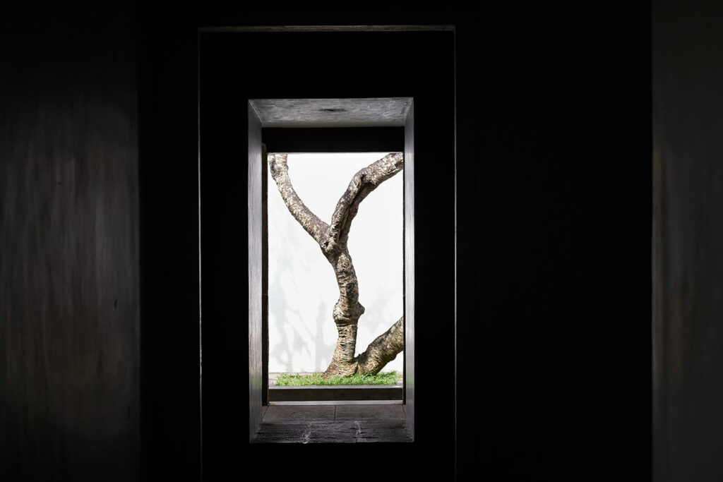 The Tree Trunks Of The Courtyard Are Seen Through The Black Walls And Windows. A Special Perspective In Sri Lanka