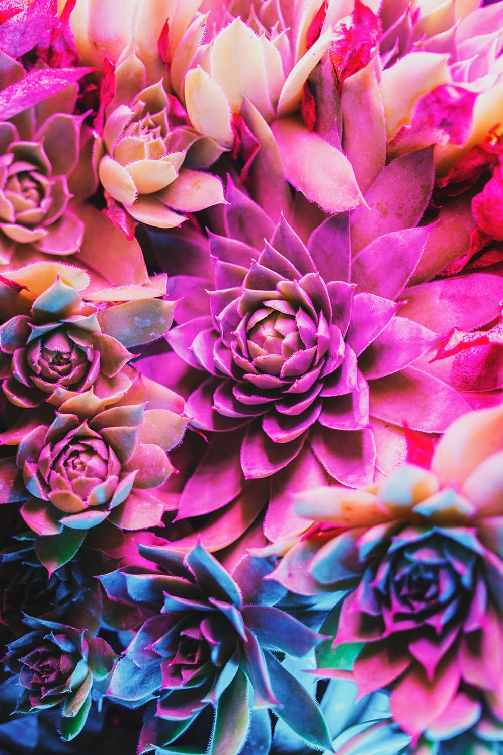 Vibrant colorful succulent plants; Colorful flower background/texture