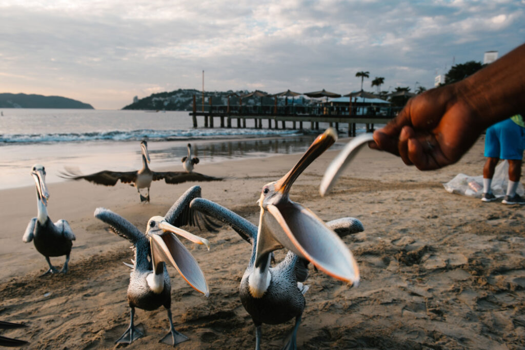 Hand of anonymous man giving food to hungry pelicans on beach in Acapulco