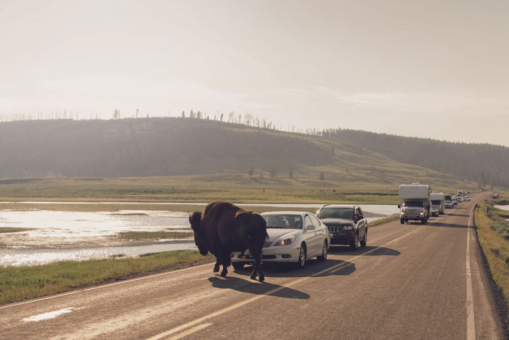 Road: Bison moment is causing traffic jam on road trip to Yellowstone National Park, USA
