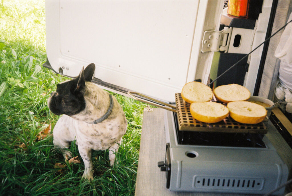 sitting french bulldog looking away while making some toast in a camper van made with film