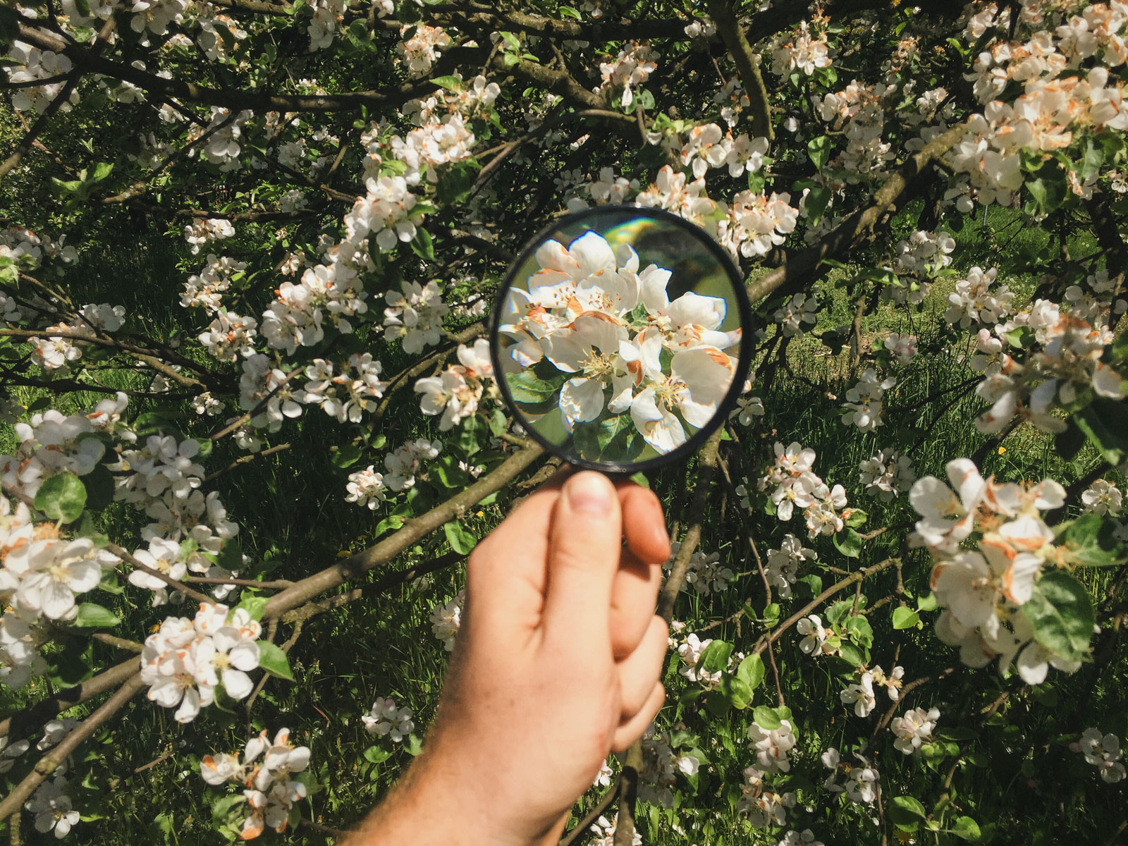 hand holding a magnifier against spring blooms