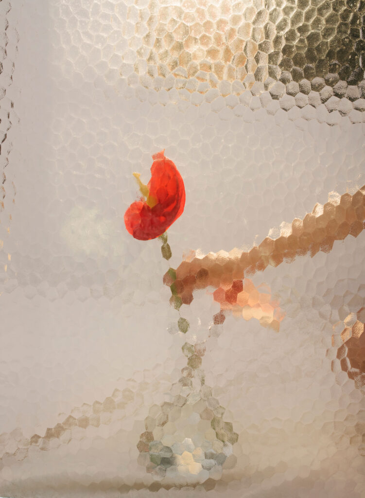 Flowers Behind The Frosted Glass