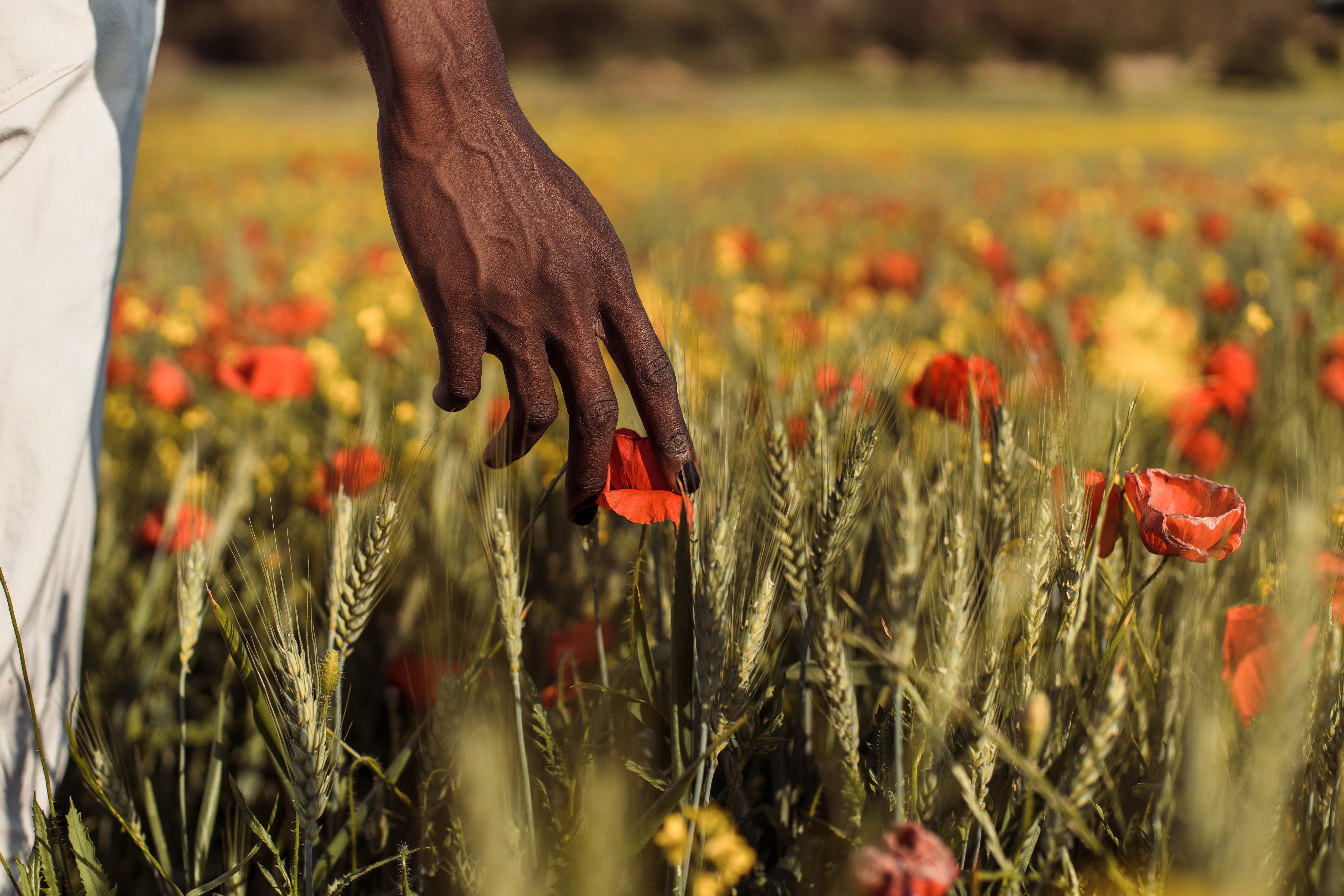 Touching Flowers Close up of the hand of a black man touching poppies in a flower field.
