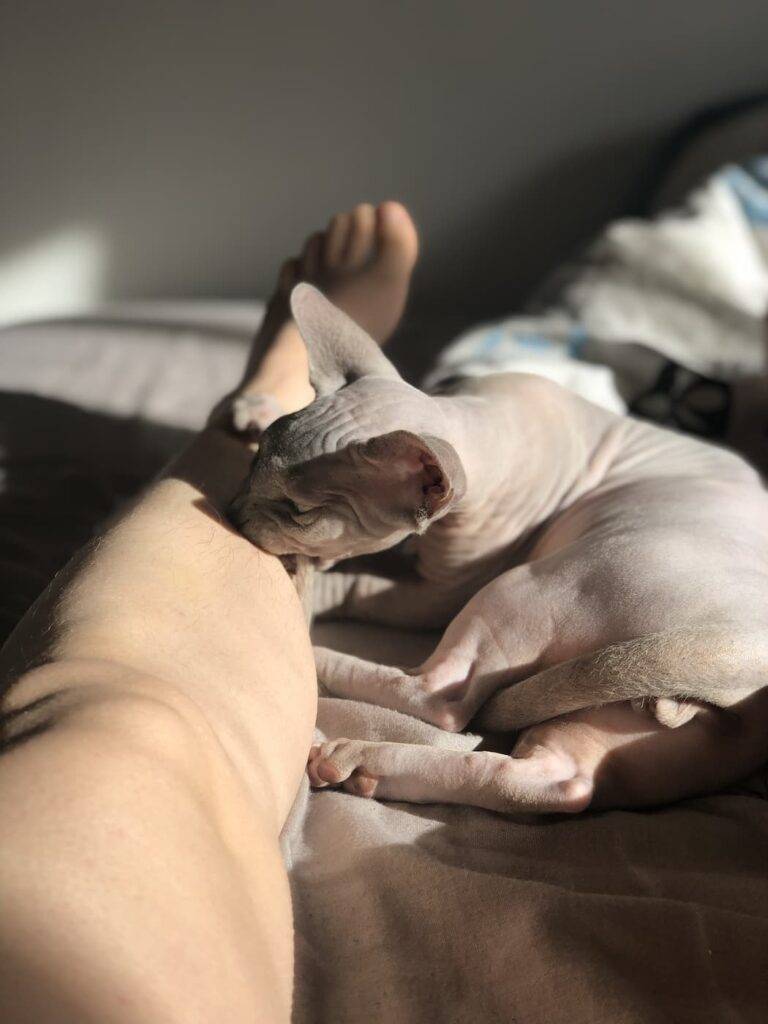 POV Cat Biting A Leg