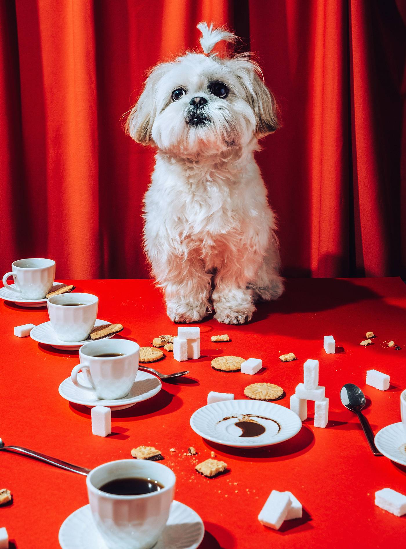 Small White Shih Tzu Dog On Coffee Table