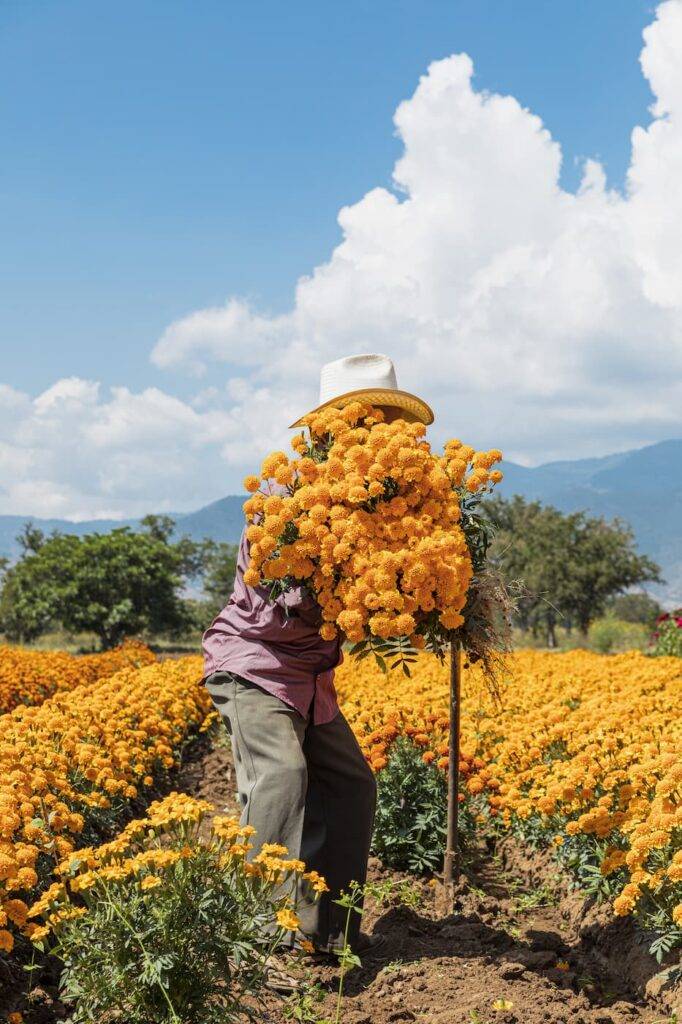 A man holding bouquets of cempasuchil flowers in a field full of intense yellow flowers with the sky with clouds in the background and trees on a sunny day in a town in Oaxaca Mexico