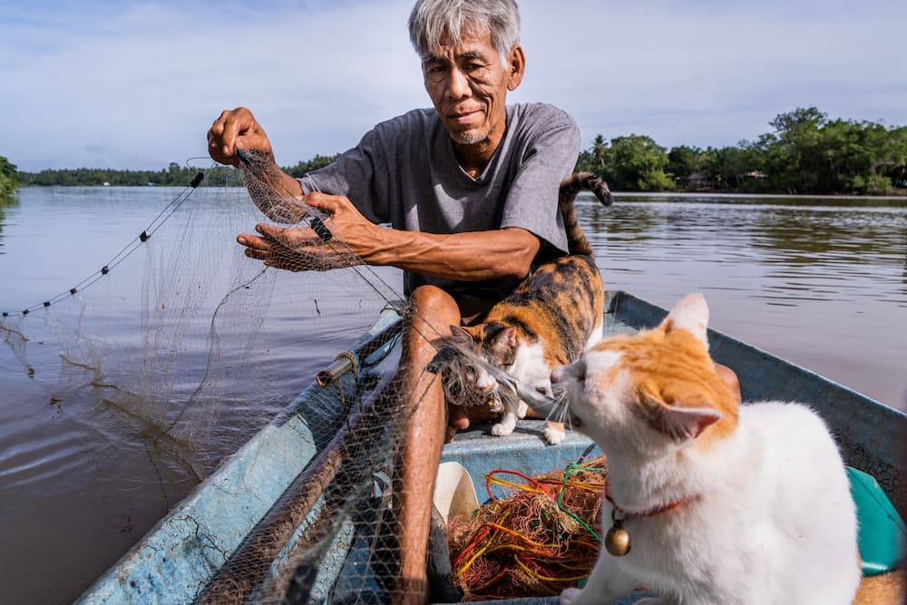 A local fisherman lets his cats eat a fresh catch after pulling up fishing nets on a longtail fishing boat in Surat Thani, Thailand.