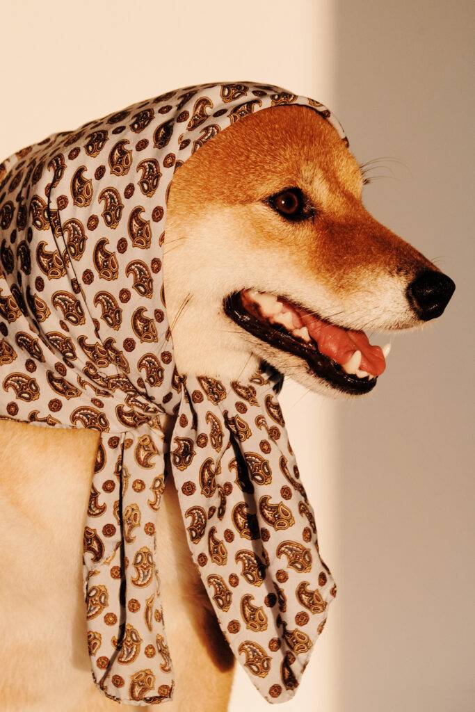 Close portrait of a shiba inu dog dressed in a neckerchief