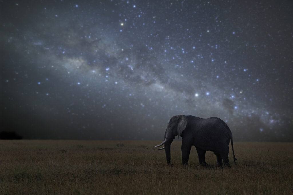 An image of male elephant walking under the night sky in Africa's Serengeti National Park.