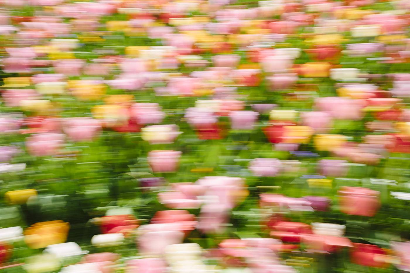 Photograph of a tulip field with motion blur that looks like an abstract painting.
