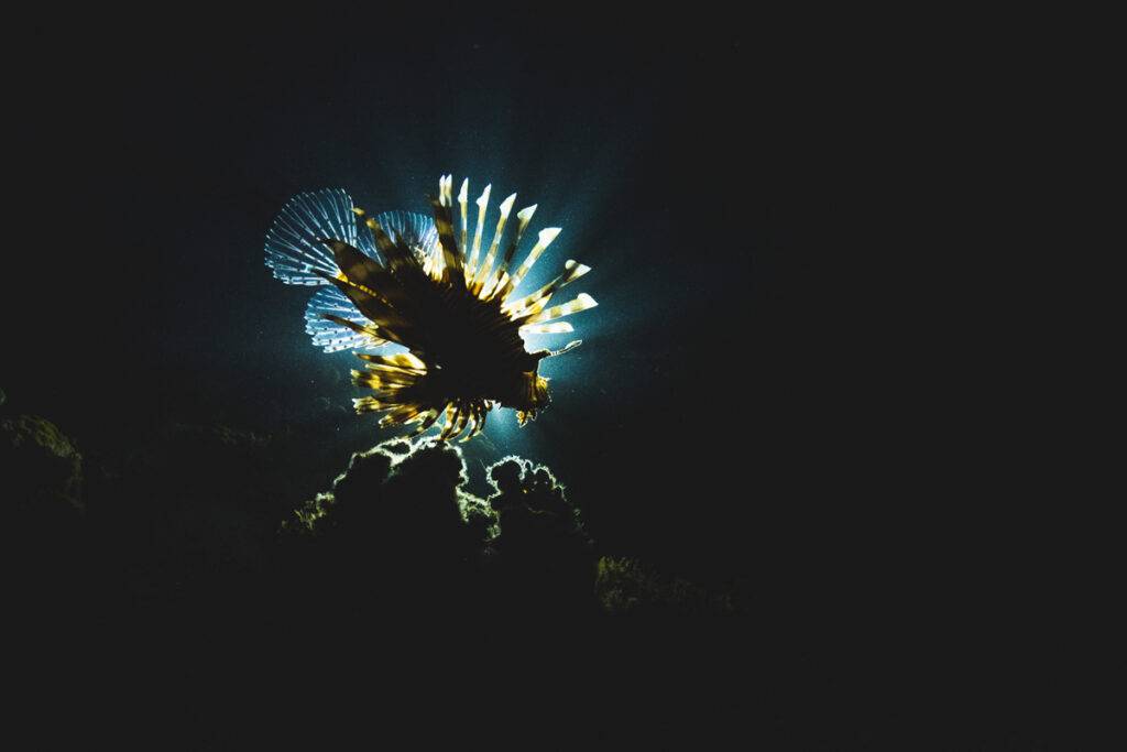 Invasive Lionfish Backlit