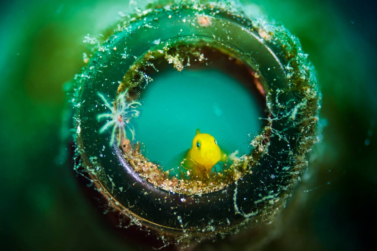 A yellow pygmy goby fish in a discarded beer bottle