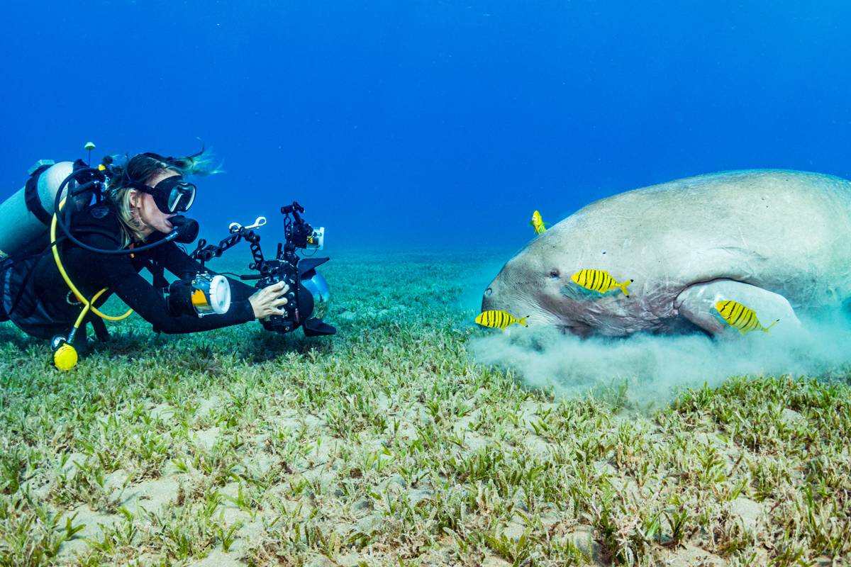 An underwater photoggrapher making images of a dugong (Dugong dugon) feeding on seagrass (Halophila stipulacea) with juvenile golden trevally (Gnathanodon speciosus). Image made in the Red Sea off Marsa Alam, Egypt