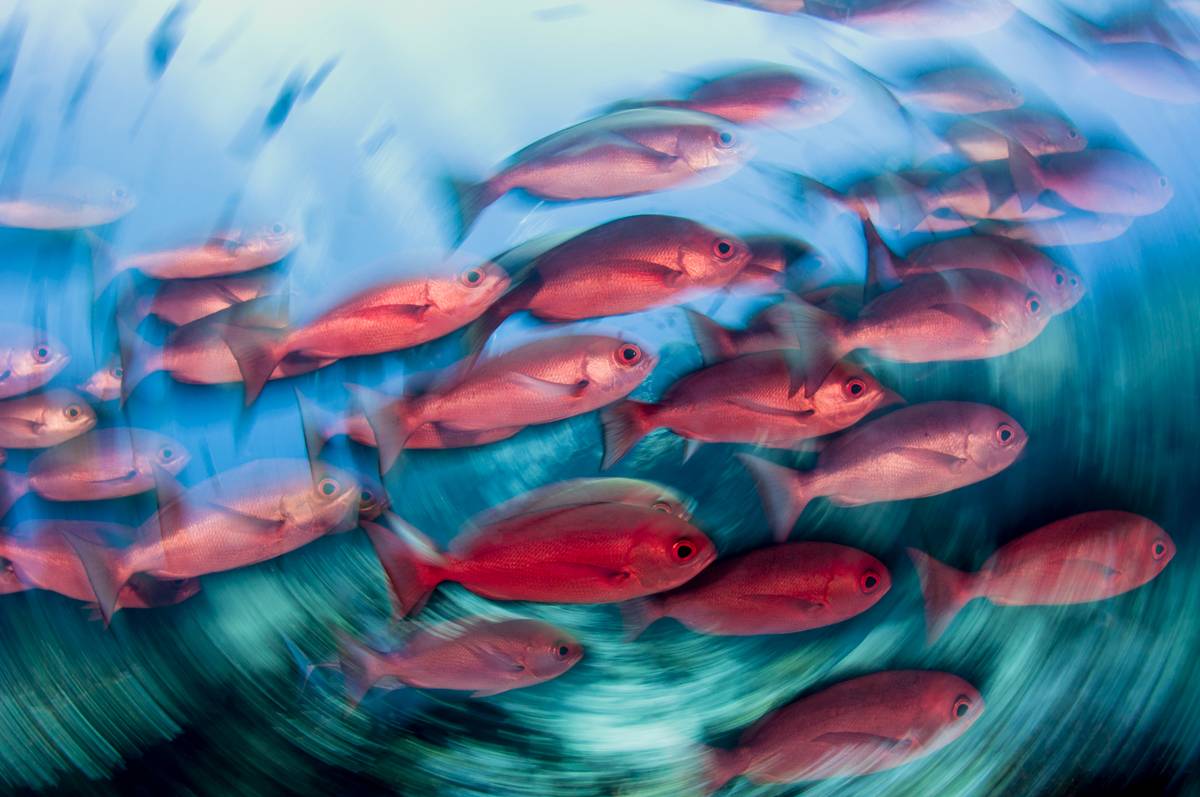 Red Pinjalo Snapper Fish In Motion Blur