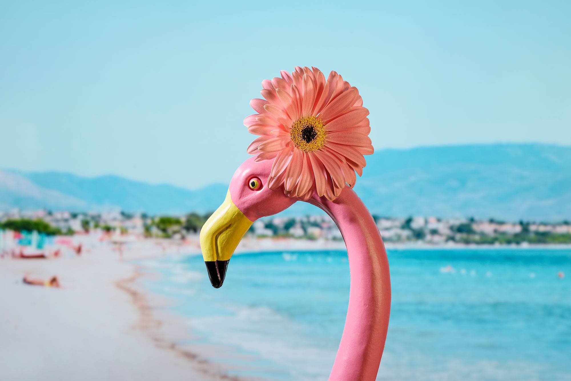 a plastic pink flamingo, wearing a pink gerbera daisy in its head, in front of a beach on a TV screen
