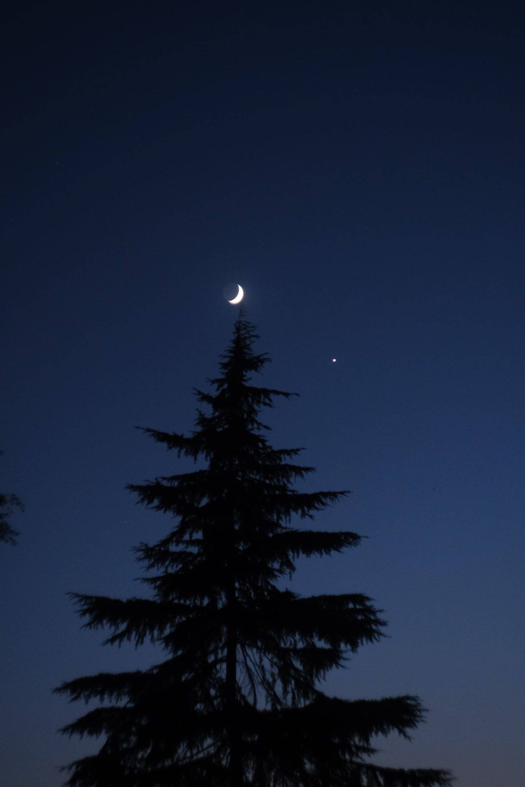 Night shot of new moon sitting on the top of pine tree