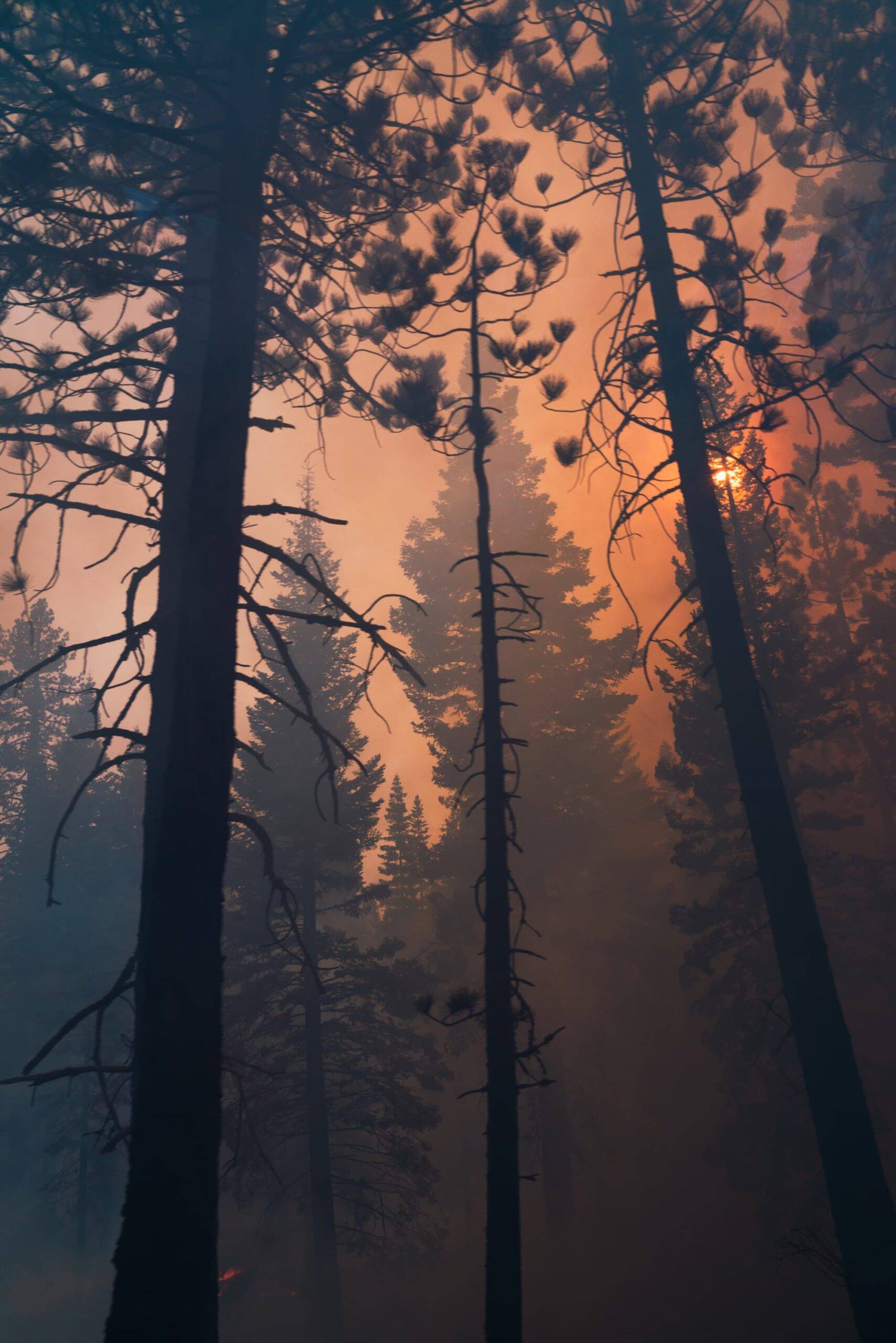 Stock photo of a fire in a forest on land between forest in smoke