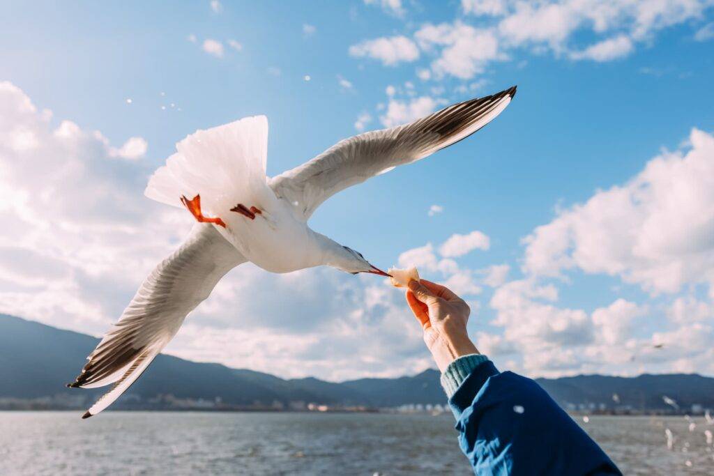 human hand feeding seagull with bread