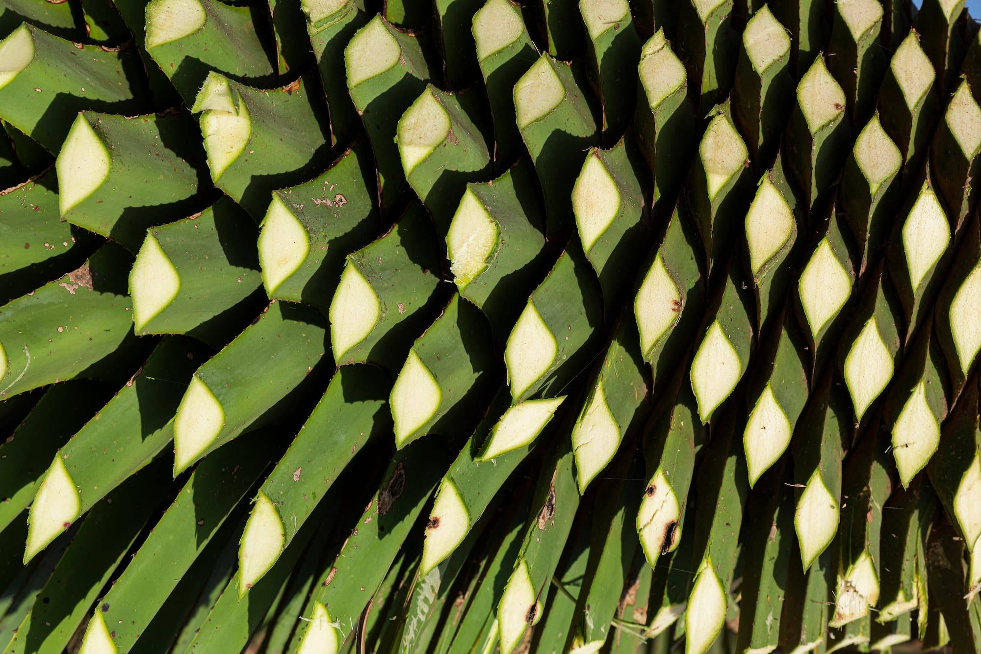 Closeup of the texture of a cut green agave with a machete on a sunny day in Oaxaca Mexico