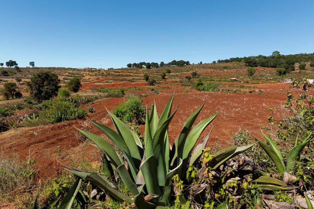 Agave pulquero in the middle of a beautiful landscape with red soil in the mountains of a town in Nochixtlan Oaxaca Mexico