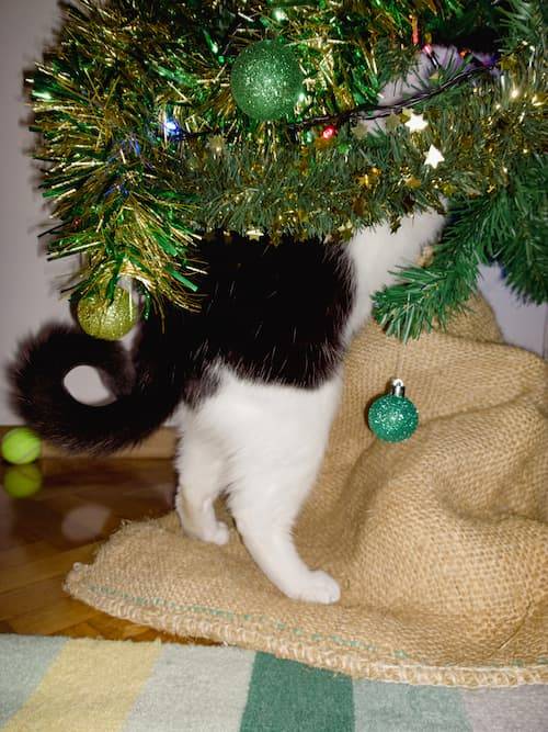 Cat Playing With Christmas Tree