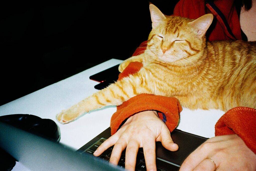 A woman working from home is wearing an orange shirt at a white table. Her orange kitten is laid out across her arms while she works.
