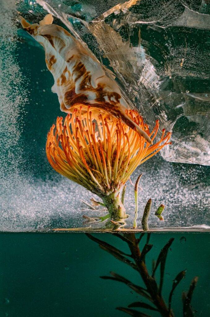 A Modern Still Life With A Protea Flower And A Shell.