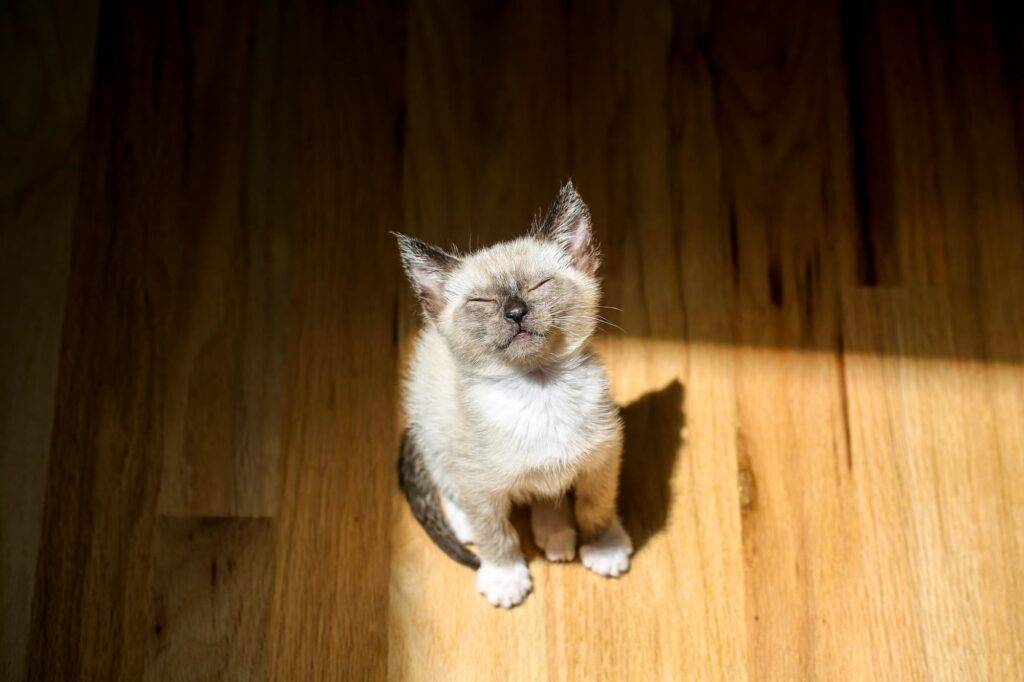 Happy Kitten In Summer Light