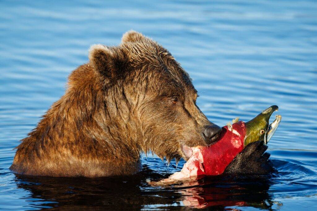 Brown Bear And Salmon